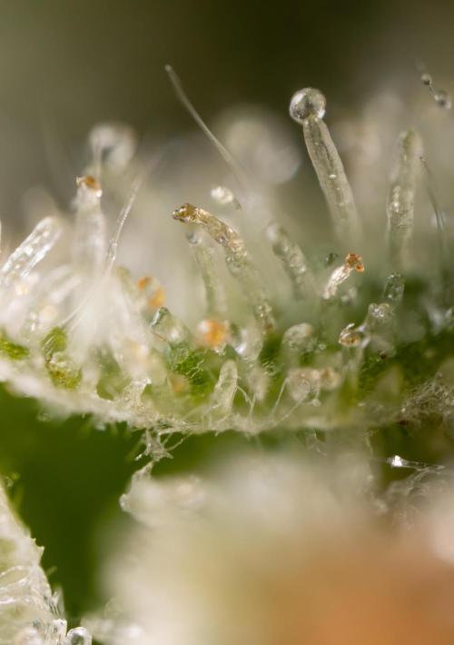 Watermelon Candy #2 - Zamnesia x B&B. Week 9