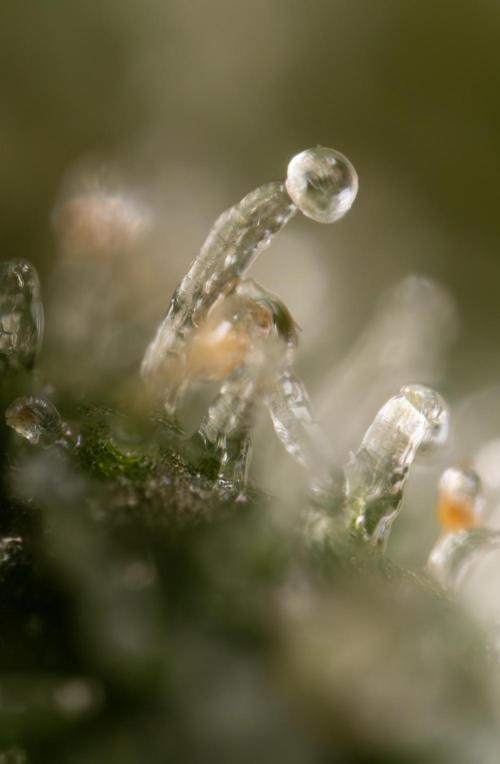 Watermelon Candy #2 - Zamnesia x B&B. Week 9