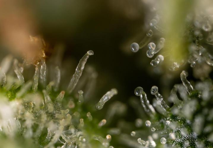 Watermelon Candy #2 - Zamnesia x B&B. Week 9