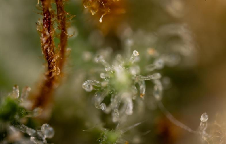 Watermelon Candy #2 - Zamnesia x B&B. Week 9