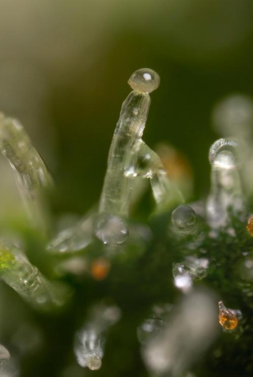 Watermelon Candy #2 - Zamnesia x B&B. Week 9