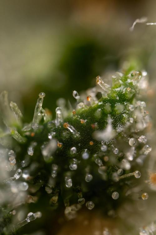 Watermelon Candy #2 - Zamnesia x B&B. Week 9