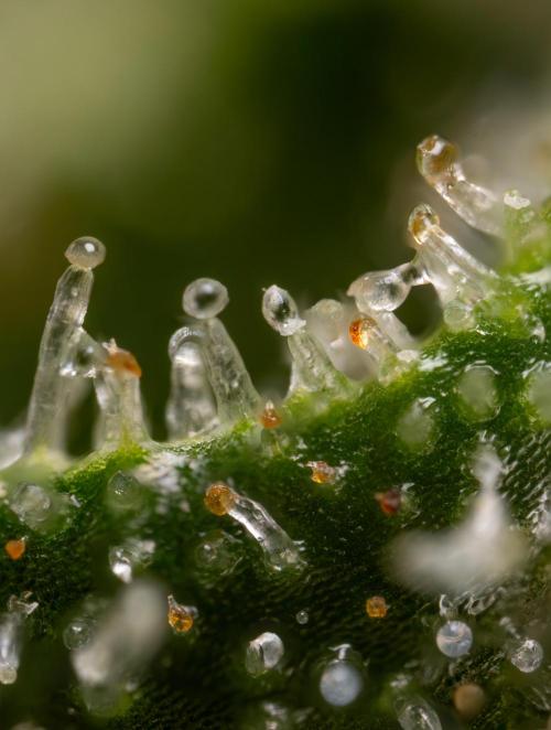 Watermelon Candy #2 - Zamnesia x B&B. Week 9