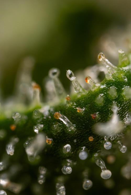 Watermelon Candy #2 - Zamnesia x B&B. Week 9