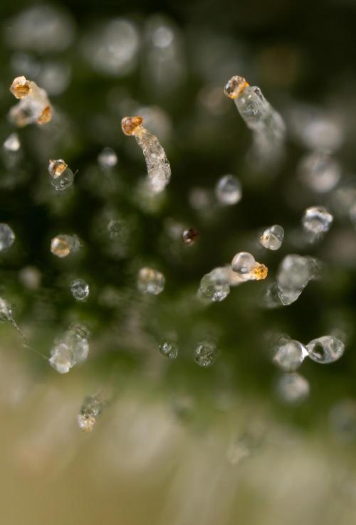 Watermelon Candy #2 - Zamnesia x B&B. Week 9