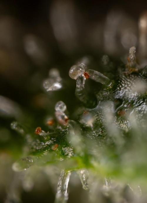 Watermelon Candy #2 - Zamnesia x B&B. Week 9