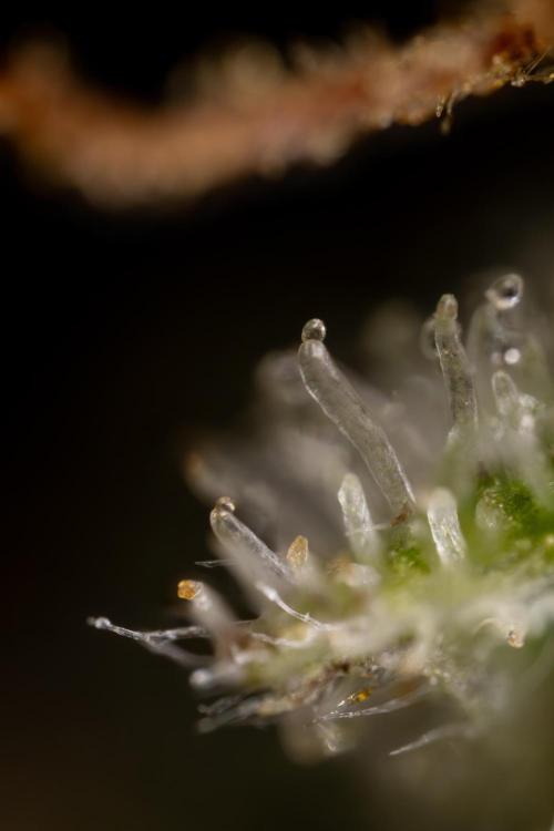 Watermelon Candy #2 - Zamnesia x B&B. Week 9