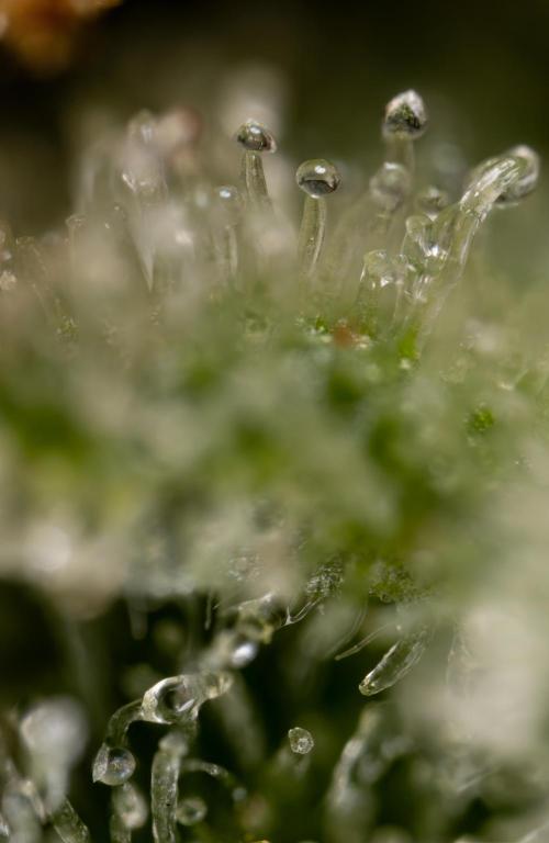 Watermelon Candy #2 - Zamnesia x B&B. Week 9