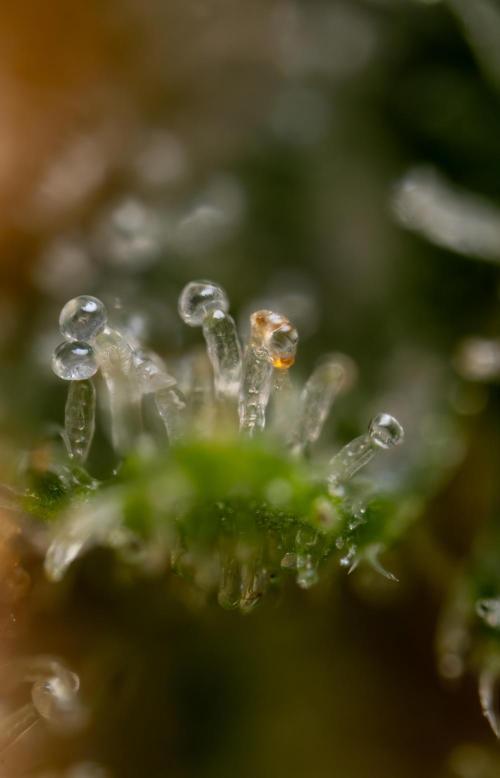 Watermelon Candy #2 - Zamnesia x B&B. Week 9