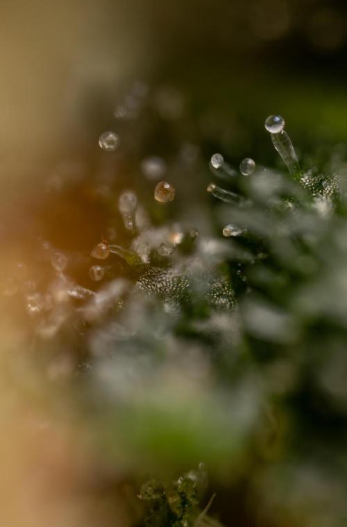 Watermelon Candy #2 - Zamnesia x B&B. Week 9