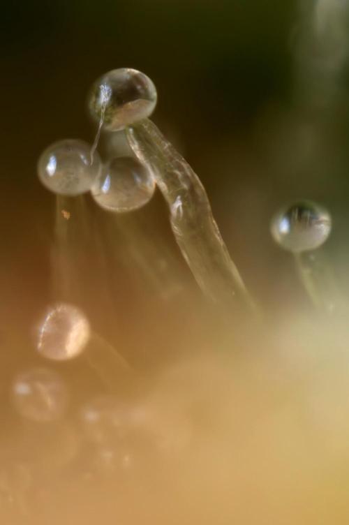 Watermelon Candy #2 - Zamnesia x B&B. Week 9