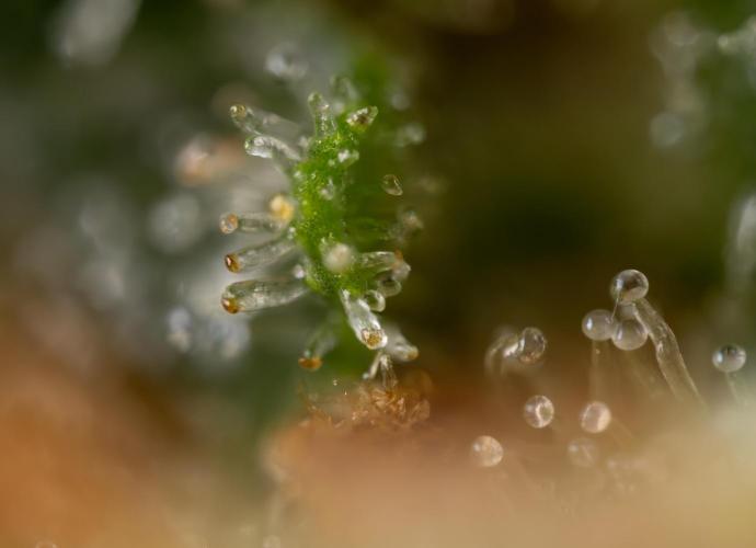 Watermelon Candy #2 - Zamnesia x B&B. Week 9