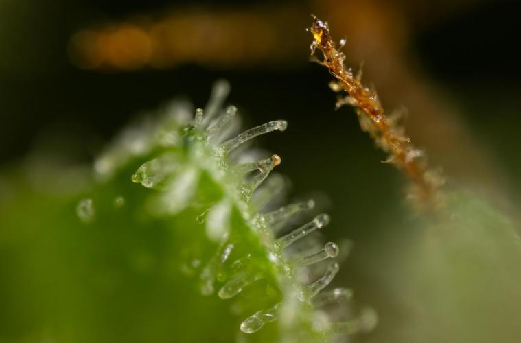 Watermelon Candy #2 - Zamnesia x B&B. Week 9