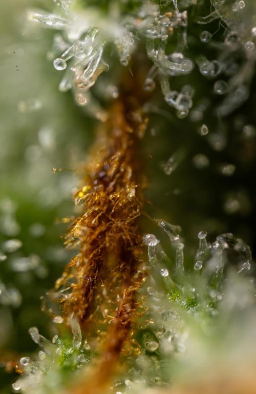 Watermelon Candy #2 - Zamnesia x B&B. Week 9