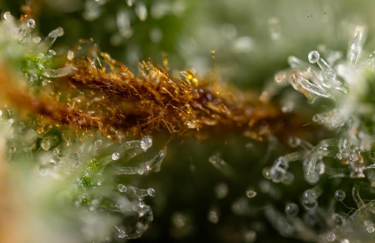 Watermelon Candy #2 - Zamnesia x B&B. Week 9