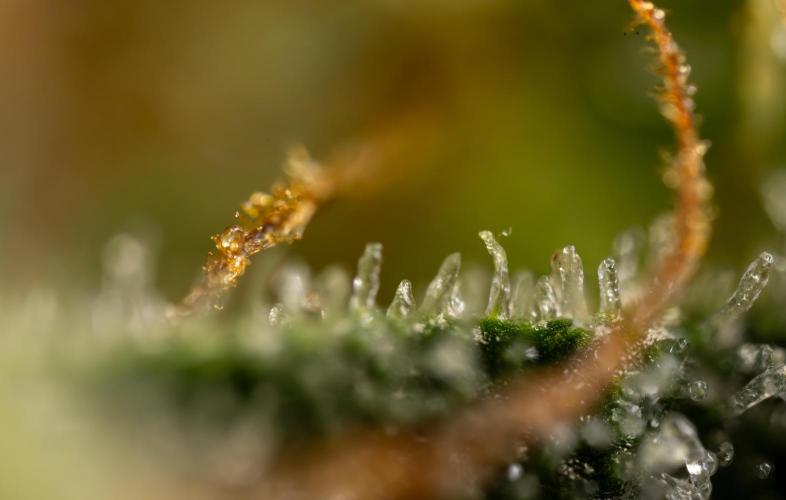 Watermelon Candy #2 - Zamnesia x B&B. Week 9