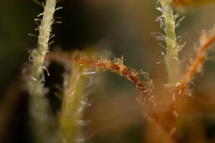 Watermelon Candy #2 - Zamnesia x B&B. Week 9