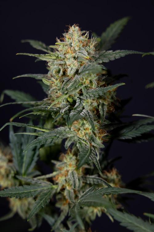 Watermelon Candy #2 - Zamnesia x B&B. Week 9