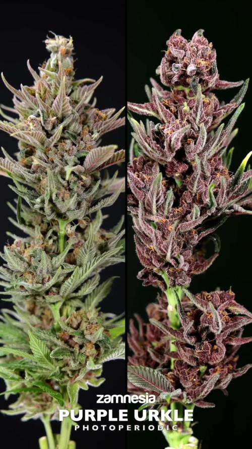 Karen Kush Auto #1 - Zamnesia x B&B