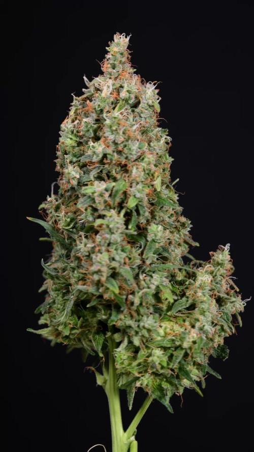 Critical Cheese Auto #2 - Zamnesia x B&B