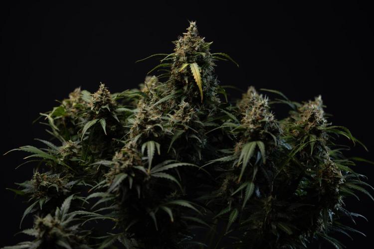 Critical Cheese Auto #2 - Zamnesia x B&B. Week 10 - Critical Cheese Automatic #2 - No Techniques - Harvest Day - Week 10