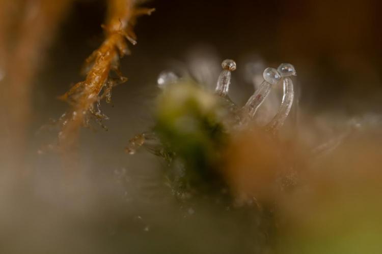 Critical Cheese Auto #2 - Zamnesia x B&B. Week 10 - Critical Cheese Automatic #2 - Micro Worlds x10 - Stacking