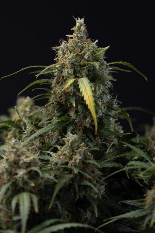 Critical Cheese Auto #2 - Zamnesia x B&B. Week 10 - Critical Cheese Automatic #2 - No Techniques - Harvest Day - Week 10