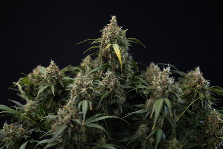 Critical Cheese Auto #2 - Zamnesia x B&B. Week 10 - Critical Cheese Automatic #2 - No Techniques - Harvest Day - Week 10