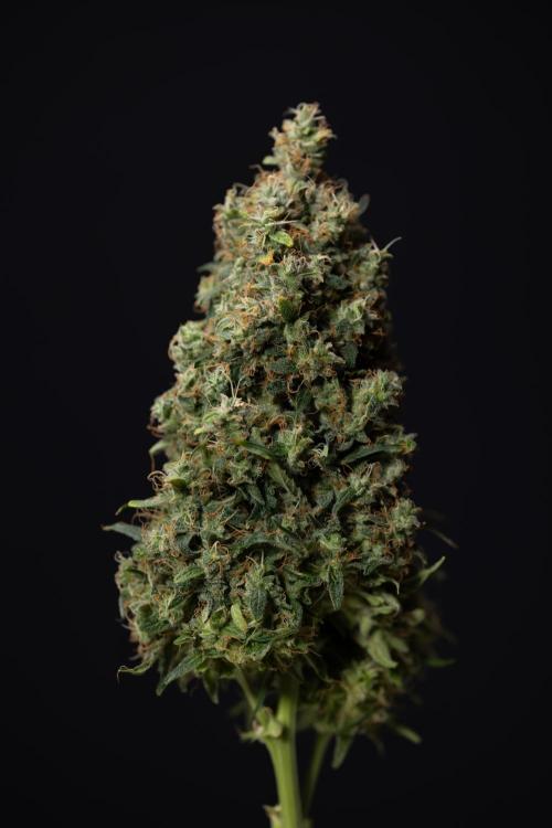 Critical Cheese Auto #2 - Zamnesia x B&B. Week 10 - Critical Cheese Automatic #2 - No Techniques - Harvest Day - Week 10