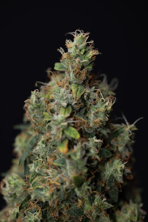 Critical Cheese Auto #2 - Zamnesia x B&B. Week 10 - Critical Cheese Automatic #2 - No Techniques - Harvest Day - Week 10