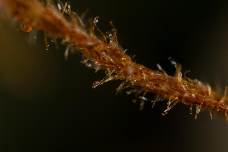 Critical Cheese Auto #2 - Zamnesia x B&B. Week 10 - Critical Cheese Automatic #2 - Micro Worlds x10 - Stacking