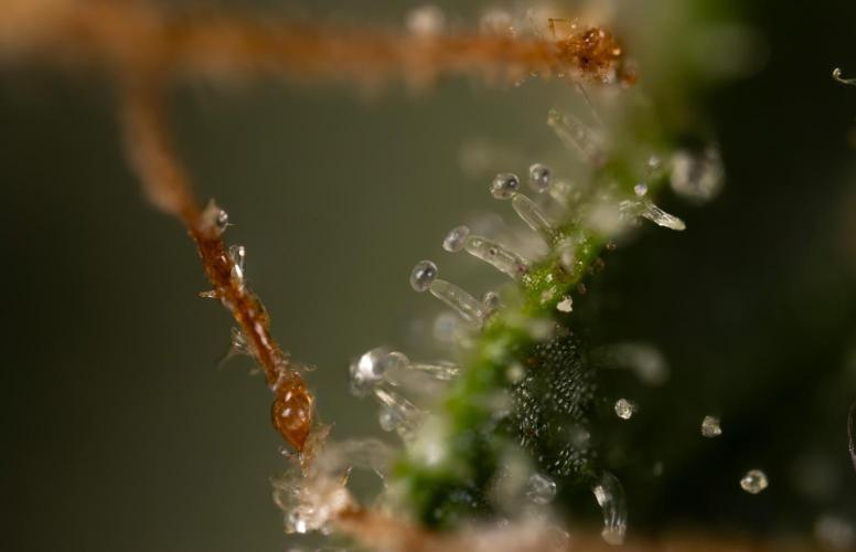 Critical Cheese Auto #2 - Zamnesia x B&B. Week 10 - Critical Cheese Automatic #2 - Micro Worlds x10 - Stacking