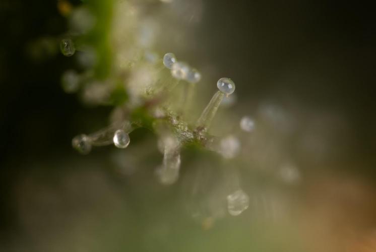 Critical Cheese Auto #2 - Zamnesia x B&B. Week 10 - Critical Cheese Automatic #2 - Micro Worlds x10 - Stacking