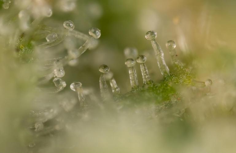 Critical Cheese Auto #2 - Zamnesia x B&B. Week 10 - Critical Cheese Automatic #2 - Micro Worlds x10 - Stacking