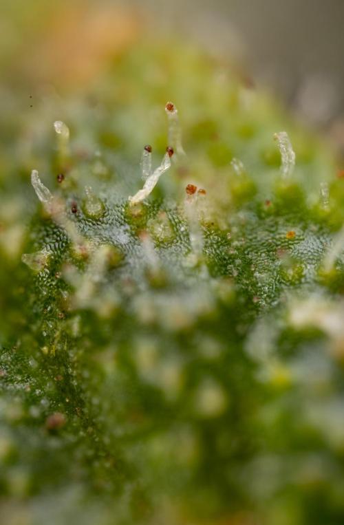 Critical Cheese Auto #2 - Zamnesia x B&B. Week 10 - Critical Cheese Automatic #2 - Micro Worlds x10 - Stacking