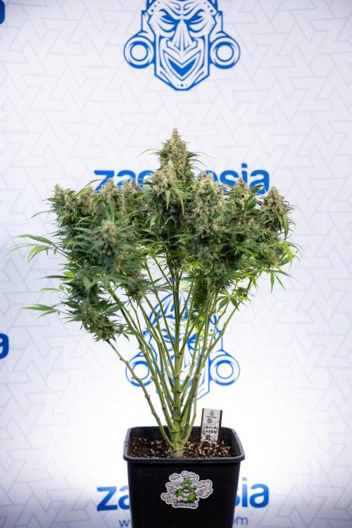 Critical Cheese Auto #2 - Zamnesia x B&B. Week 10 - Critical Cheese Automatic #2 - No Techniques - Harvest Day - Week 10