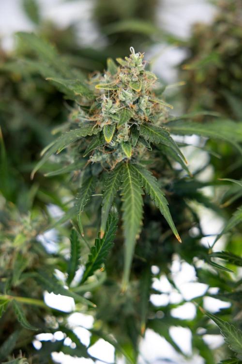 Critical Cheese Auto #2 - Zamnesia x B&B. Week 10 - Critical Cheese Automatic #2 - No Techniques - Harvest Day - Week 10