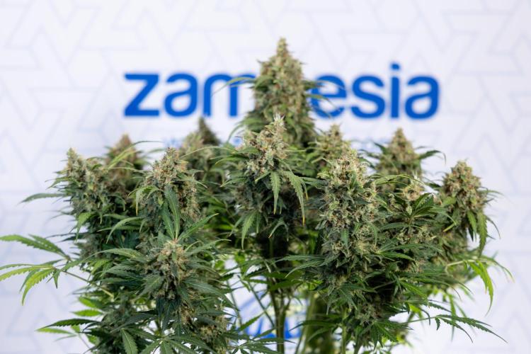 Critical Cheese Auto #2 - Zamnesia x B&B. Week 10 - Critical Cheese Automatic #2 - No Techniques - Harvest Day - Week 10