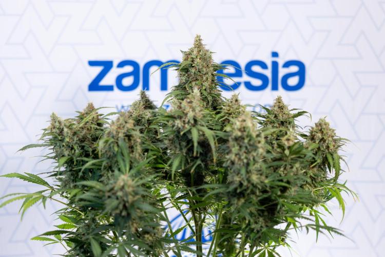 Critical Cheese Auto #2 - Zamnesia x B&B. Week 10 - Critical Cheese Automatic #2 - No Techniques - Harvest Day - Week 10