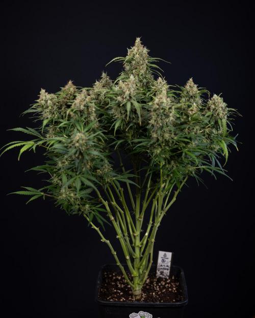 Critical Cheese Auto #2 - Zamnesia x B&B. Week 10 - Critical Cheese Automatic #2 - No Techniques - Harvest Day - Week 10