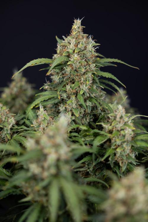 Critical Cheese Auto #2 - Zamnesia x B&B. Week 10 - Critical Cheese Automatic #2 - No Techniques - Harvest Day - Week 10