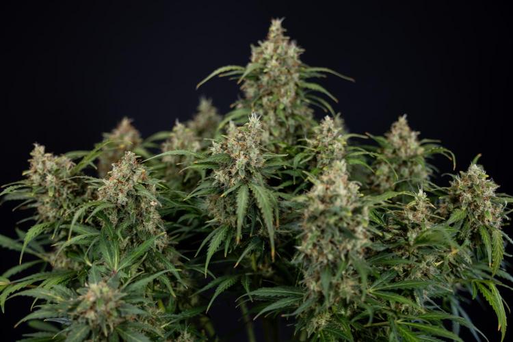 Critical Cheese Auto #2 - Zamnesia x B&B. Week 10 - Critical Cheese Automatic #2 - No Techniques - Harvest Day - Week 10