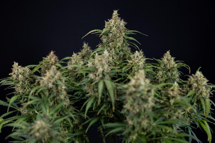 Critical Cheese Auto #2 - Zamnesia x B&B. Week 10 - Critical Cheese Automatic #2 - No Techniques - Harvest Day - Week 10