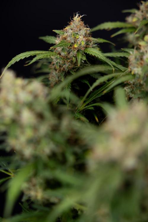 Critical Cheese Auto #2 - Zamnesia x B&B. Week 10 - Critical Cheese Automatic #2 - No Techniques - Harvest Day - Week 10