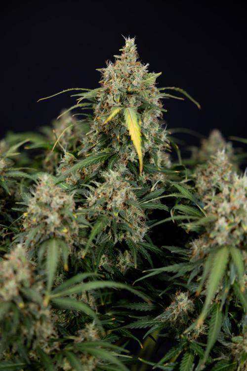 Critical Cheese Auto #2 - Zamnesia x B&B. Week 10 - Critical Cheese Automatic #2 - No Techniques - Harvest Day - Week 10