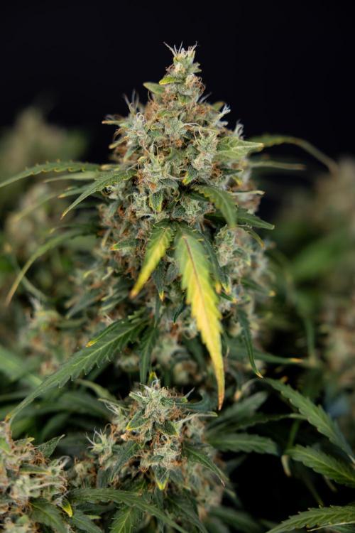 Critical Cheese Auto #2 - Zamnesia x B&B. Week 10 - Critical Cheese Automatic #2 - No Techniques - Harvest Day - Week 10