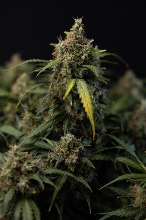 Critical Cheese Auto #2 - Zamnesia x B&B. Week 10 - Critical Cheese Automatic #2 - No Techniques - Harvest Day - Week 10