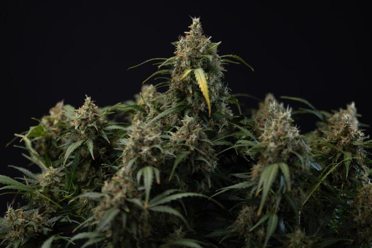 Critical Cheese Auto #2 - Zamnesia x B&B. Week 10 - Critical Cheese Automatic #2 - No Techniques - Harvest Day - Week 10