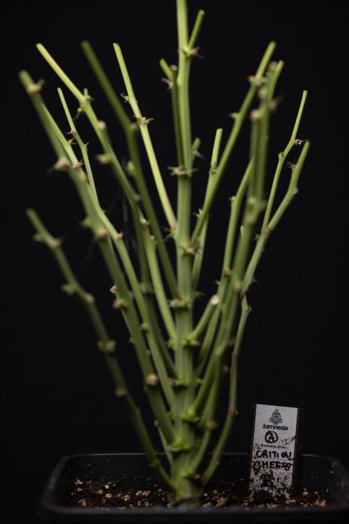 Critical Cheese Auto #2 - Zamnesia x B&B. Week 10 - Critical Cheese Automatic #2 - No Techniques - Harvest Day - Week 10