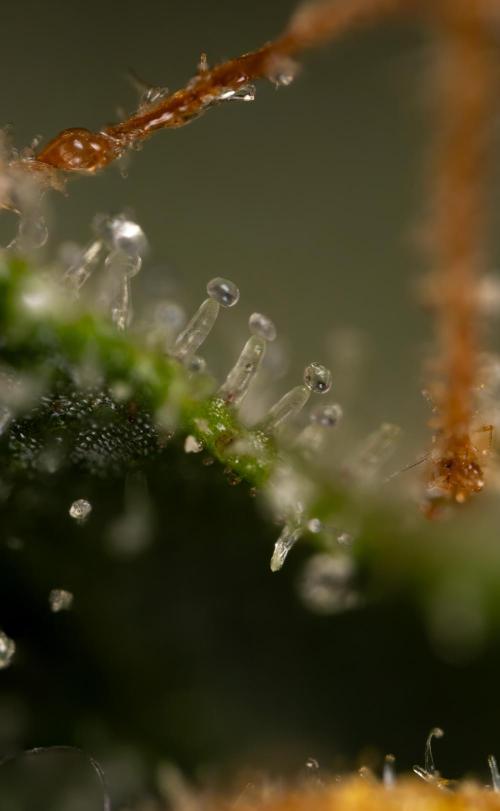 Critical Cheese Auto #2 - Zamnesia x B&B. Week 10 - Critical Cheese Automatic #2 - Micro Worlds x10 - Stacking